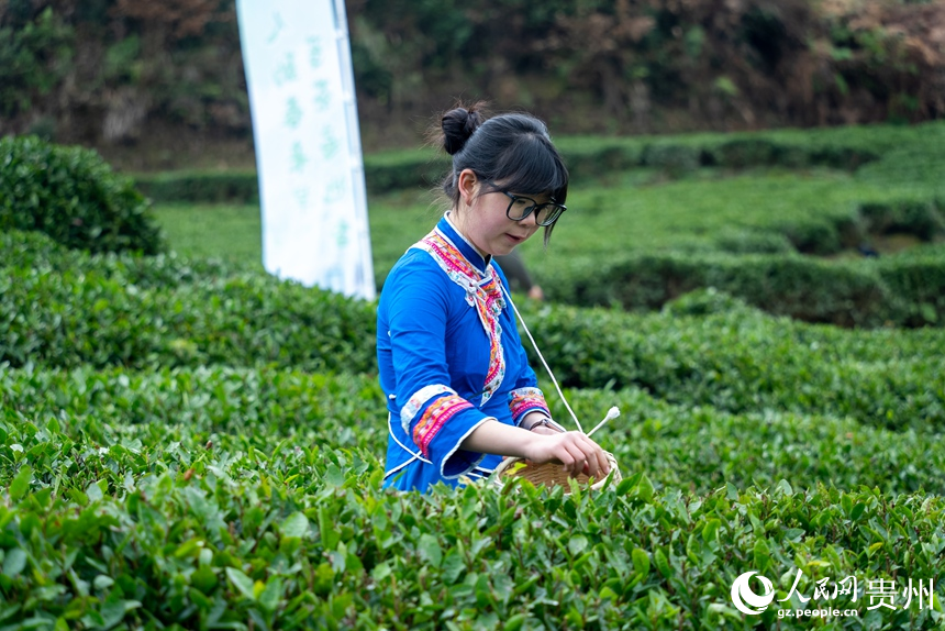 活動現場，身著民族服飾的采茶女在茶園內采茶。人民網記者 涂敏攝