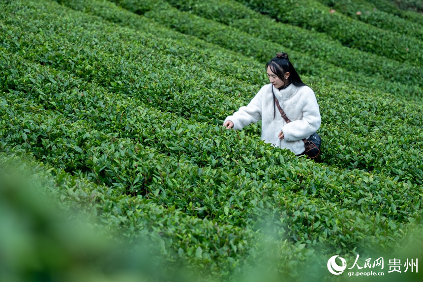 游客在茶園內體驗采茶。人民網記者 涂敏攝