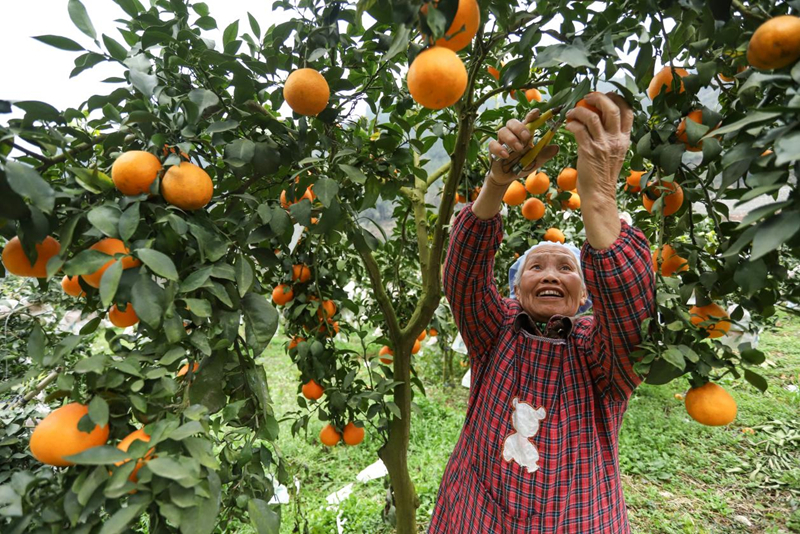 節前消費升持續溫 160萬斤紅美人柑橘熱銷。