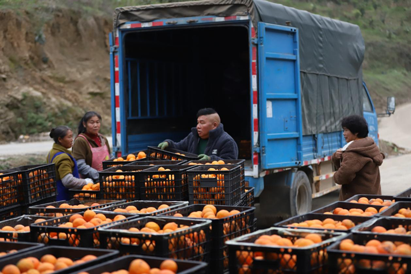 節前消費升持續溫 160萬斤紅美人柑橘熱銷。