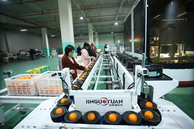 節前消費升持續溫 160萬斤紅美人柑橘熱銷。