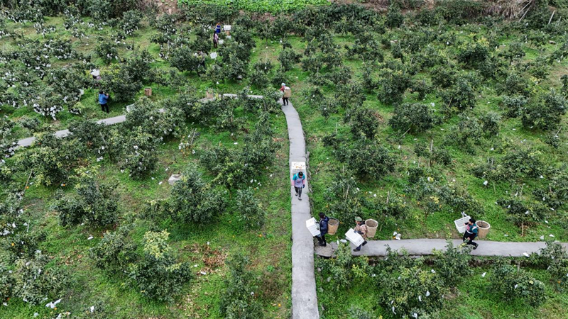 節前消費升持續溫 160萬斤紅美人柑橘熱銷。