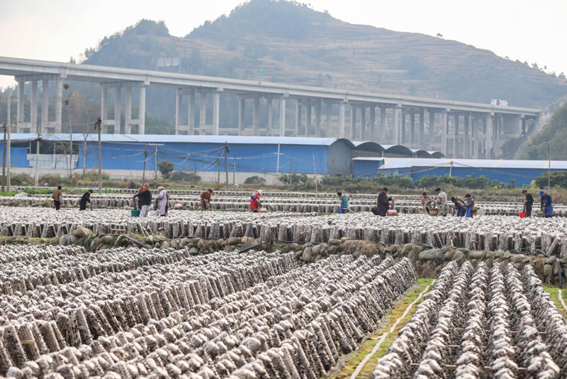 當地菇農正在加緊采收晾曬黑木耳。