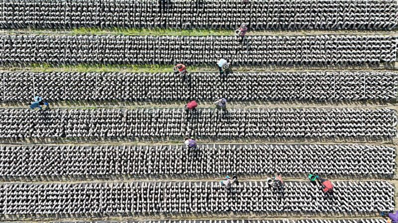 當地菇農正在加緊采收晾曬黑木耳。