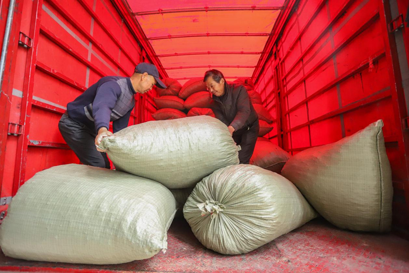 一袋袋冬木耳被裝進車廂。