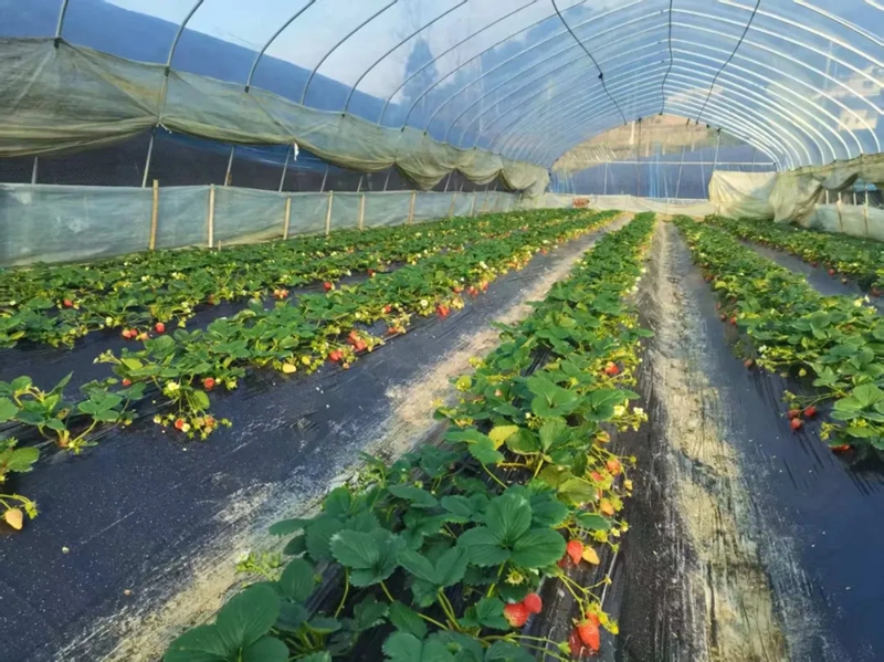 天臺村的草莓大棚.jpg