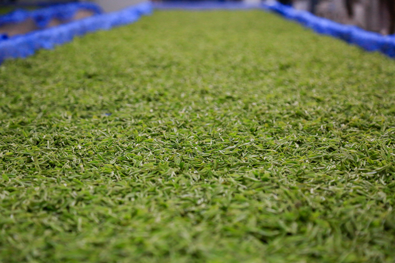 深耕國家級“名特優(yōu)新”農(nóng)產(chǎn)品 繪就鄉(xiāng)村振興新畫卷。