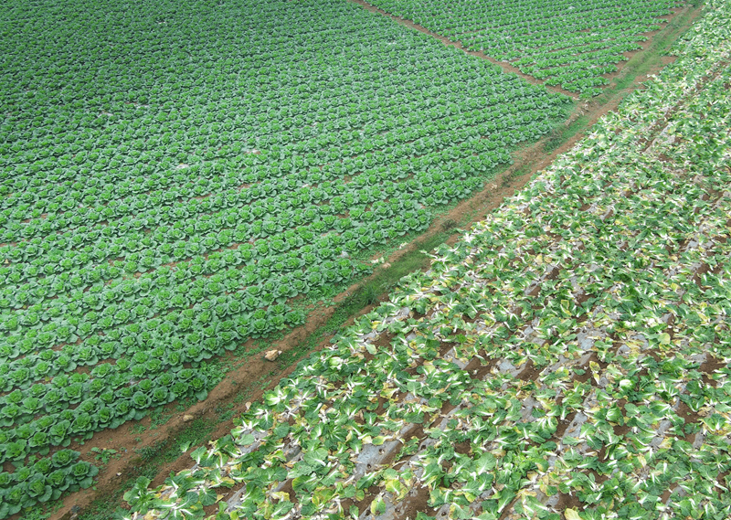 深耕國家級“名特優(yōu)新”農(nóng)產(chǎn)品 繪就鄉(xiāng)村振興新畫卷。