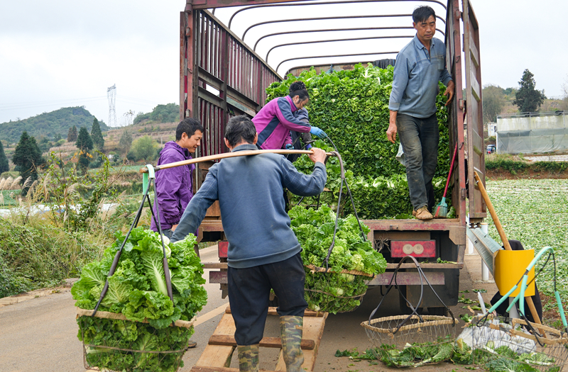 深耕國家級“名特優(yōu)新”農(nóng)產(chǎn)品 繪就鄉(xiāng)村振興新畫卷。