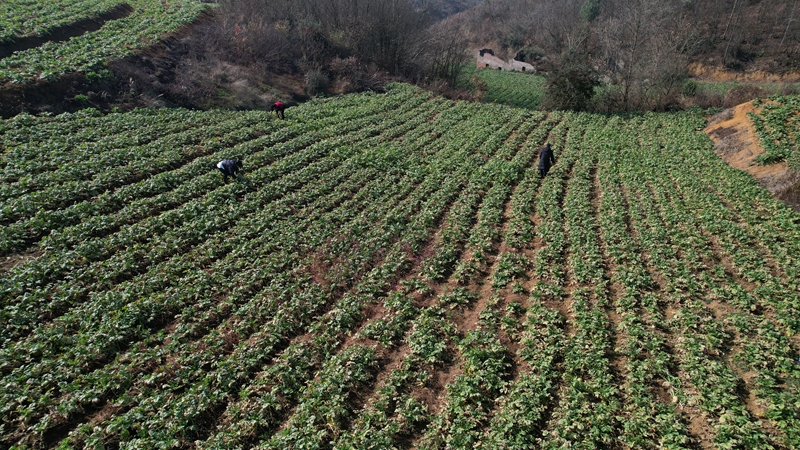 八寨鎮(zhèn)茅栗坪村的蘿卜基地里 水果蘿卜喜獲豐收 邱夢如 攝46.jpg