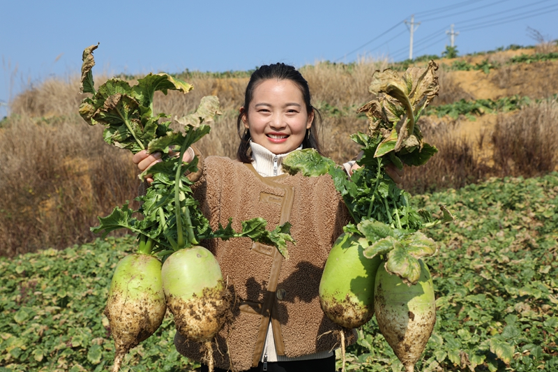 八寨鎮(zhèn)茅栗坪村的蘿卜基地里 水果蘿卜喜獲豐收 邱夢如 攝4.JPG