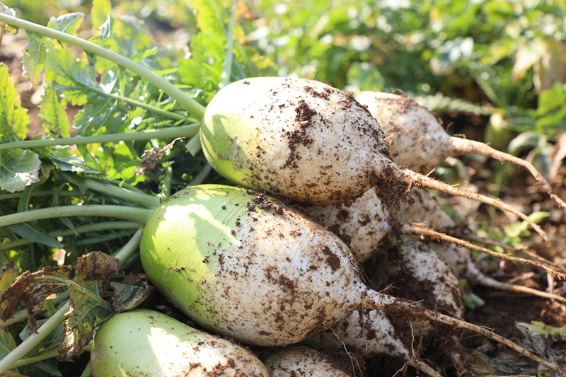 八寨鎮(zhèn)茅栗坪村的蘿卜基地里，水果蘿卜喜獲豐收。