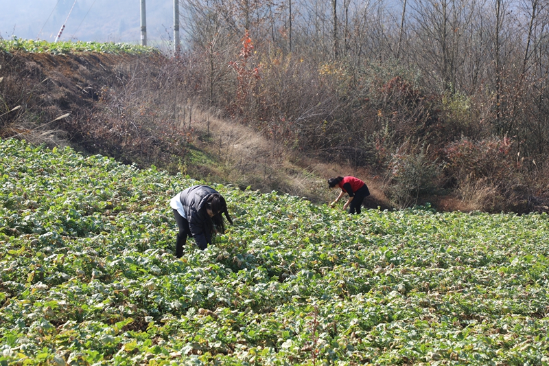 八寨鎮(zhèn)茅栗坪村的蘿卜基地里 水果蘿卜喜獲豐收 農(nóng)戶正在采收  邱夢如 攝.JPG