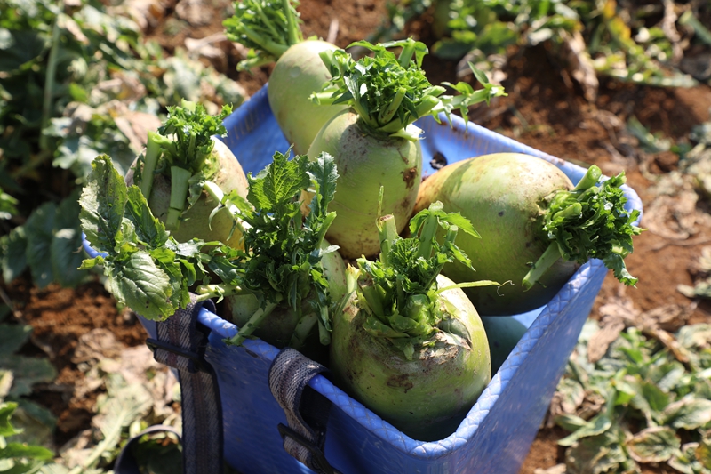 八寨鎮(zhèn)茅栗坪村的蘿卜基地里，水果蘿卜喜獲豐收。