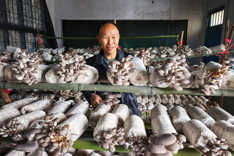 施秉縣白垛鄉(xiāng)村民在采摘平菇。