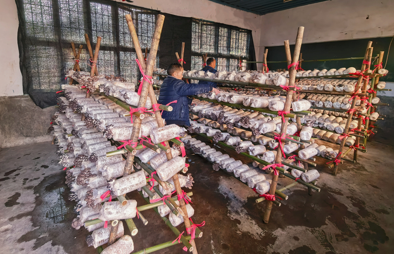 施秉縣白垛鄉利用閑置校舍發展平菇種植。