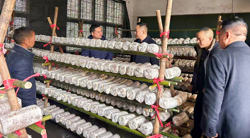 農技人員在開展技術指導。