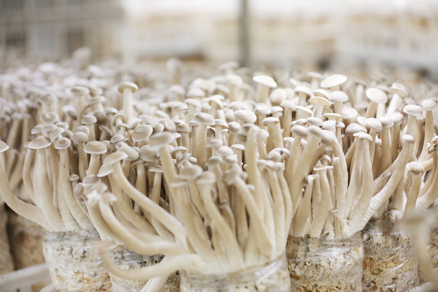 貴州順誠生物科技有限公司出菇房里的鹿茸菇。岑光柱  攝