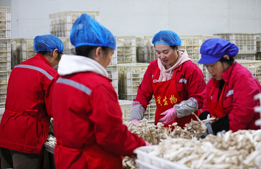 貴州順誠生物科技有限公司的工人正在分揀鹿茸菇。岑光柱攝