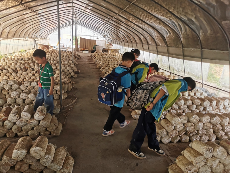 三岔河鎮(zhèn)中心小學(xué)學(xué)生參觀菌菇種植基地。.jpg