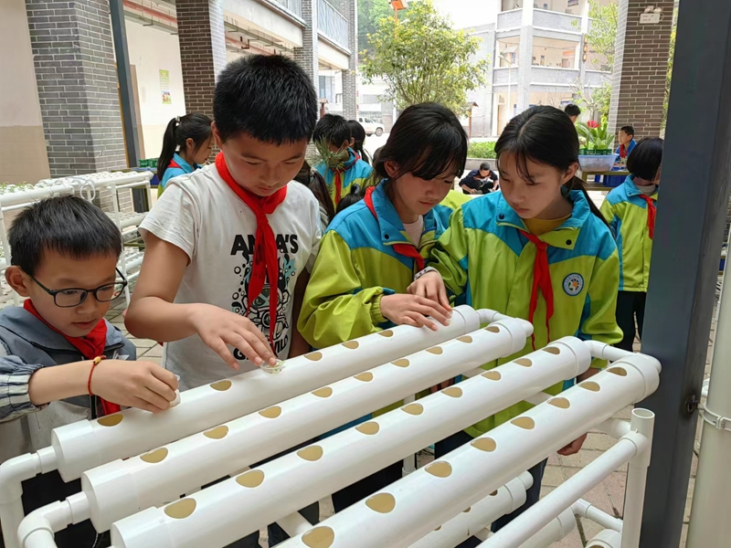 三岔河鎮(zhèn)中心小學(xué)拓展課程：無土栽培。.jpg