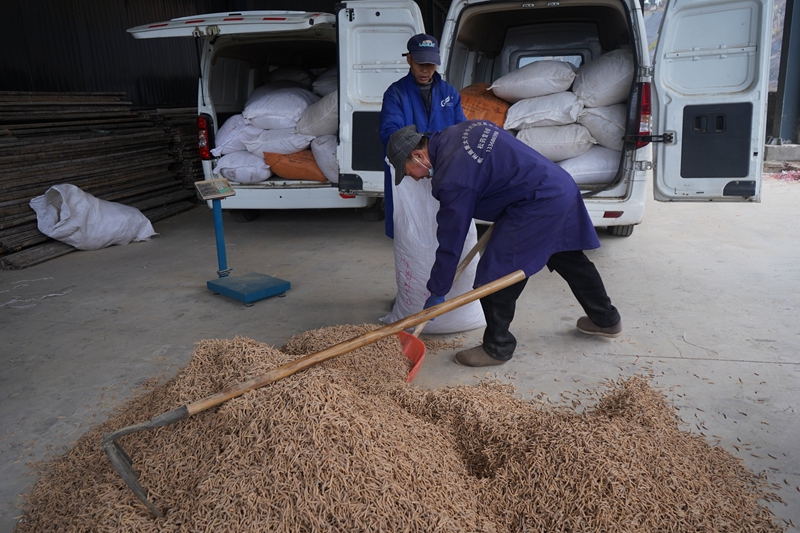 2 圖為參泰堂工作人員處理收購的太子參