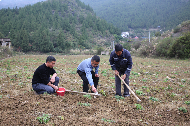 朱昌來正在指導村民管護野菊花。