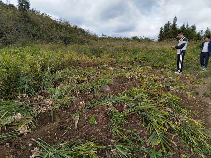 松桃冷水溪鎮(zhèn)：小黃姜鋪就鄉(xiāng)村振興致富路。