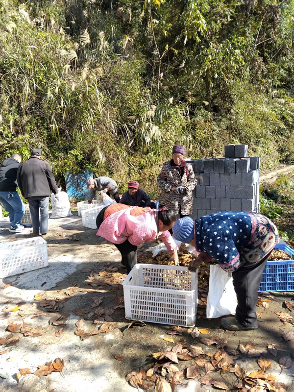 松桃冷水溪鎮(zhèn)：小黃姜鋪就鄉(xiāng)村振興致富路。