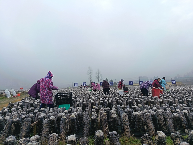 松桃普覺木耳種植基地里，村民們忙于采摘木耳。