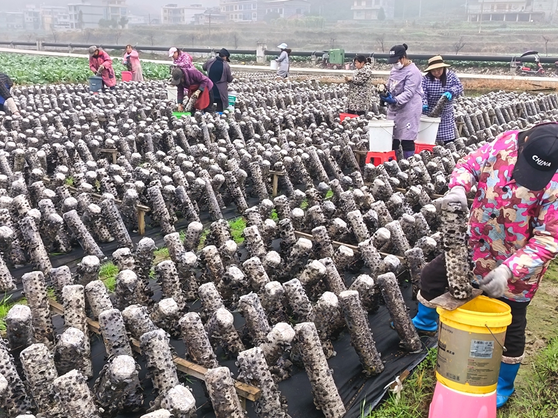 松桃普覺木耳種植基地里，村民們忙于采摘木耳。