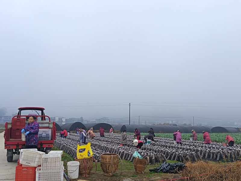 松桃普覺木耳種植基地里，村民們忙于將采摘木耳準備裝車。