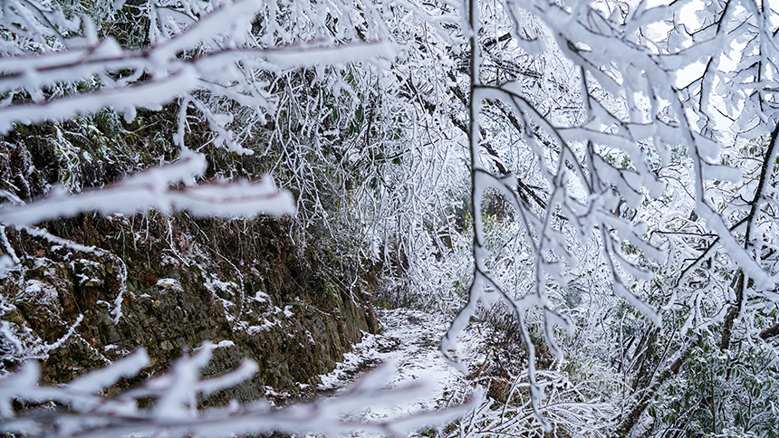 貴州省銅仁市石阡縣佛頂山國家級自然保護區(qū)1869.3米的山巔之上迎來了冬日限定的冰雪奇觀，寒霧凝霜綴滿枝頭。陳超攝