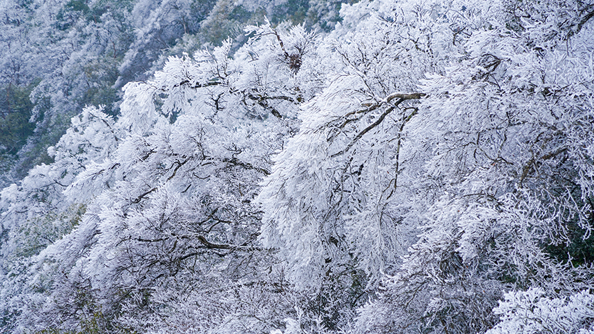 貴州省銅仁市石阡縣佛頂山國家級自然保護區1869.3米的山巔之上迎來了冬日限定的冰雪奇觀，寒霧凝霜綴滿枝頭。陳超攝