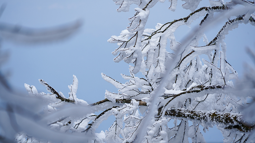 貴州省銅仁市石阡縣佛頂山國家級自然保護區1869.3米的山巔之上迎來了冬日限定的冰雪奇觀，寒霧凝霜綴滿枝頭。陳超攝