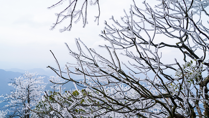 貴州省銅仁市石阡縣佛頂山國(guó)家級(jí)自然保護(hù)區(qū)1869.3米的山巔之上迎來(lái)了冬日限定的冰雪奇觀(guān)，寒霧凝霜綴滿(mǎn)枝頭。陳超攝