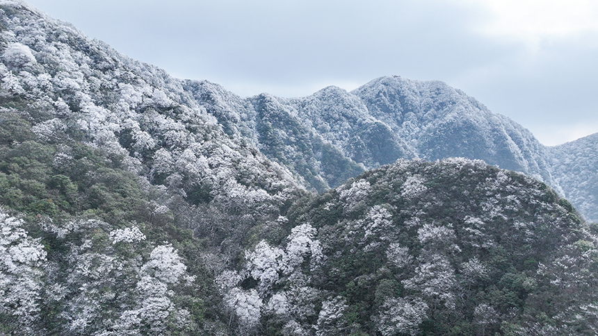 貴州省銅仁市石阡縣佛頂山國家級自然保護區1869.3米的山巔之上迎來了冬日限定的冰雪奇觀，寒霧凝霜綴滿枝頭。夏磊攝