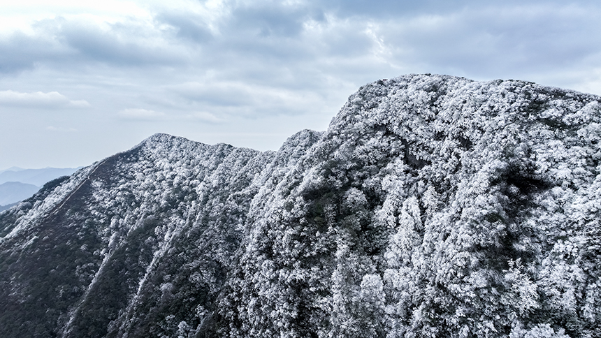 貴州省銅仁市石阡縣佛頂山國家級自然保護區1869.3米的山巔之上迎來了冬日限定的冰雪奇觀，寒霧凝霜綴滿枝頭。夏磊攝