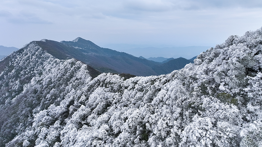 貴州省銅仁市石阡縣佛頂山國(guó)家級(jí)自然保護(hù)區(qū)1869.3米的山巔之上迎來(lái)了冬日限定的冰雪奇觀，寒霧凝霜綴滿枝頭。夏磊攝