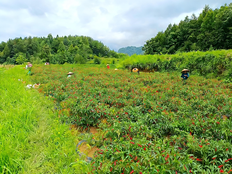 松桃迓駕鎮：高標準農田激活鄉村振興新動能。