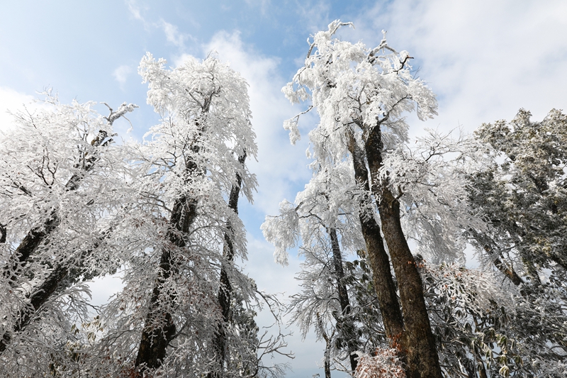 1月6日，在貴州省劍河縣南哨鎮老山界霧凇景觀。