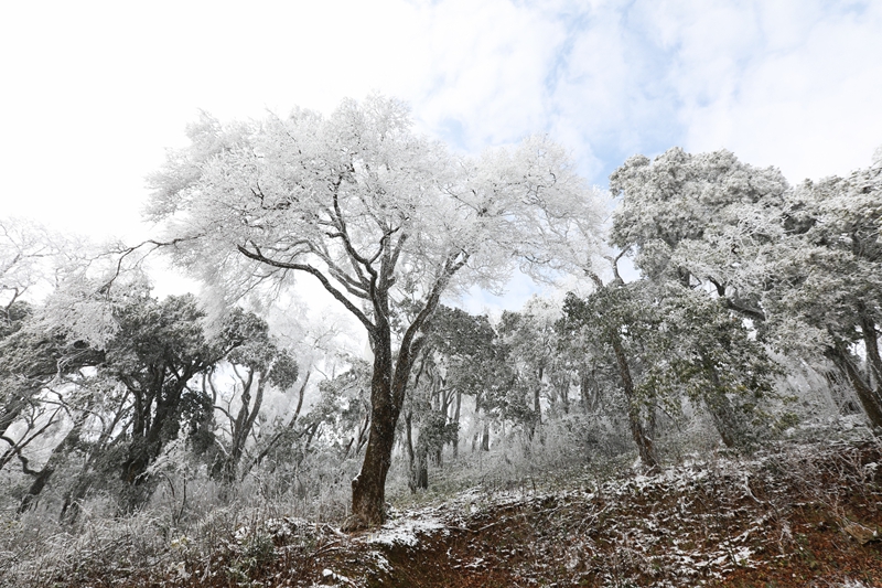 1月6日，在貴州省劍河縣南哨鎮(zhèn)老山界霧凇景觀。