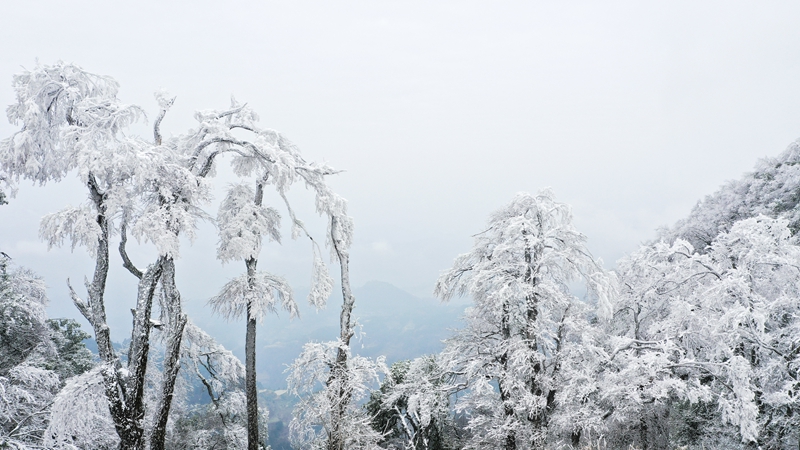 1月6日，在貴州省劍河縣南哨鎮老山界拍攝的霧凇景觀。 