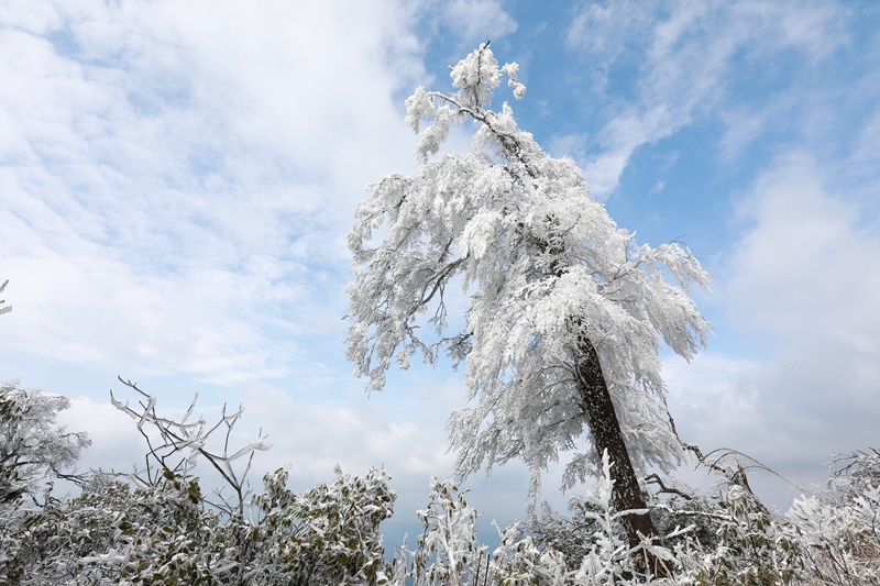 1月6日，在貴州省劍河縣南哨鎮(zhèn)老山界拍攝的霧凇景觀。 
