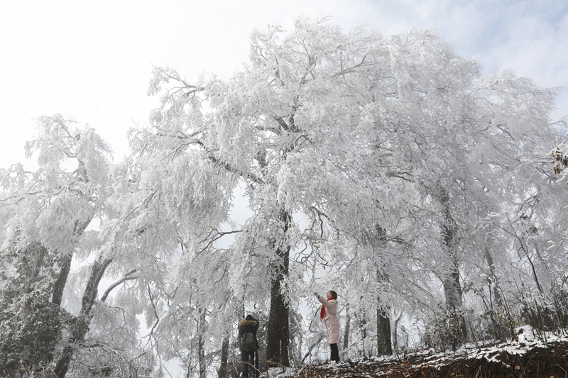 1月6日，在貴州省劍河縣南哨鎮老山界拍攝的霧凇景觀。 