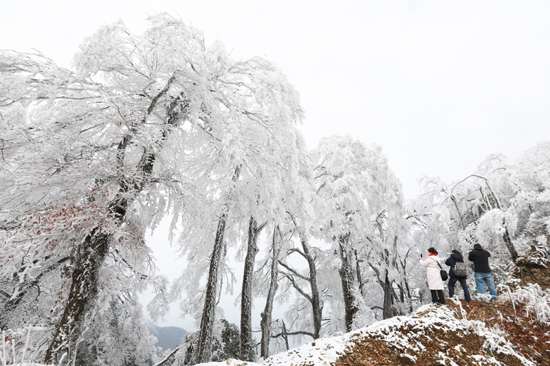 1月6日，在貴州省劍河縣南哨鎮(zhèn)老山界拍攝的霧凇景觀。 