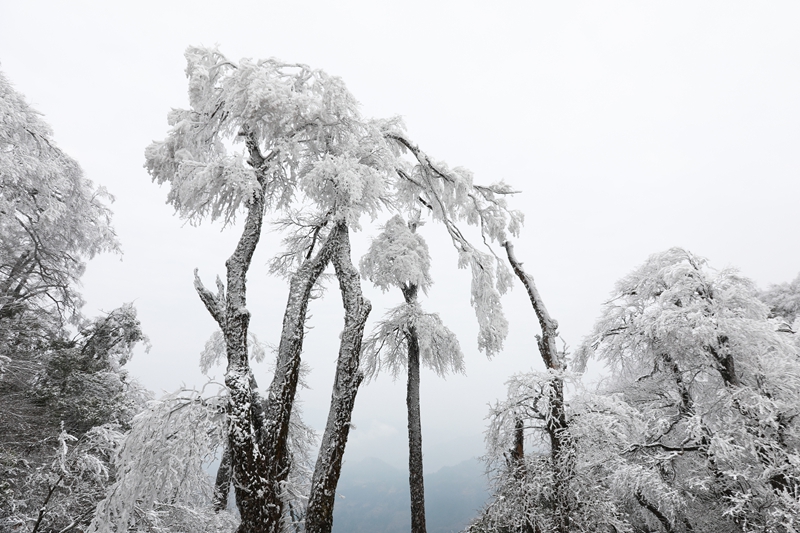 1月6日，在貴州省劍河縣南哨鎮老山界拍攝的霧凇景觀。  