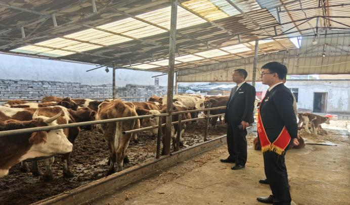 圖為普惠青年先鋒隊走訪某肉牛養殖大戶,了解企業生產經營情況。