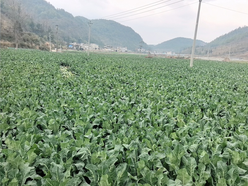 花菜連片種植基地。