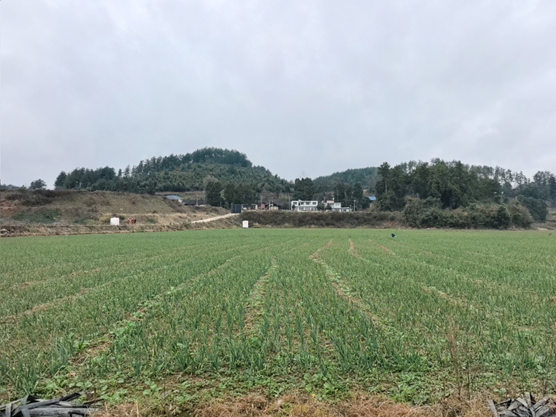 蒜苗連片種植基地